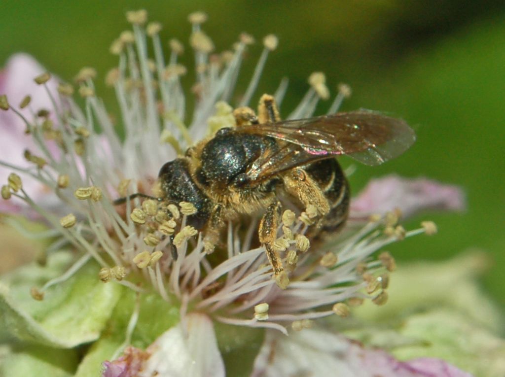 Halictus sp. F (Apidae Halictinae)